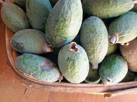 bakul
