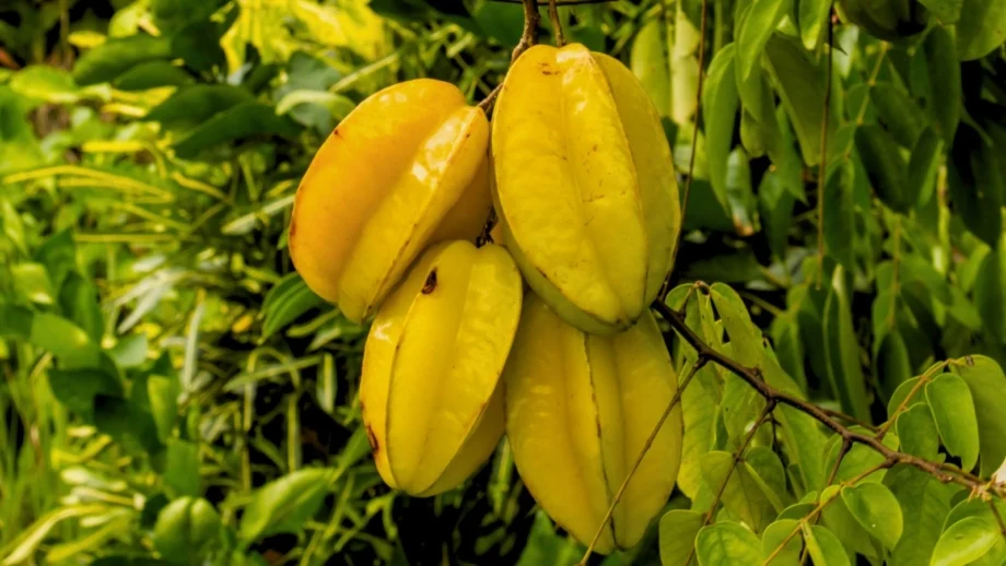 bakul