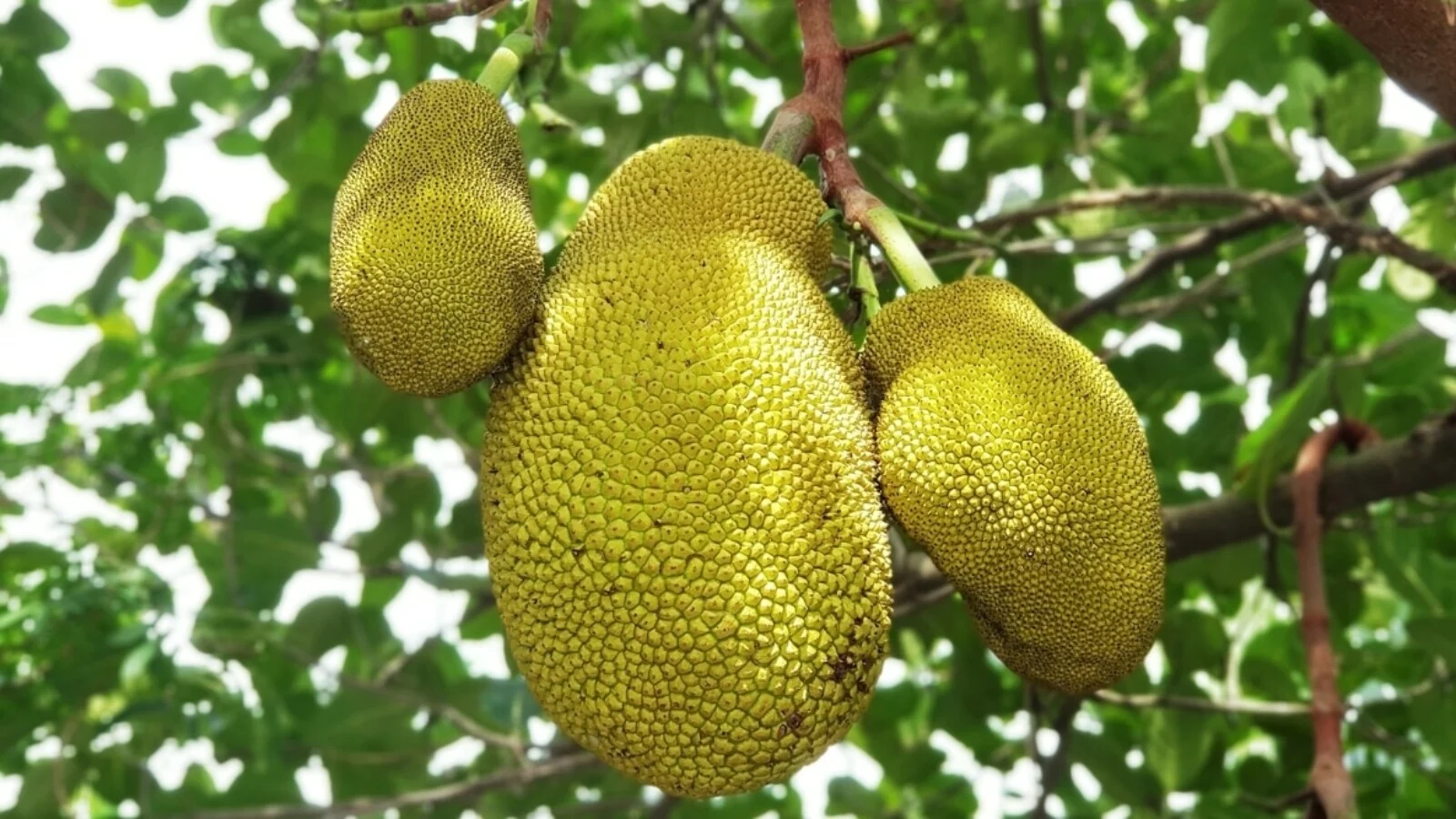bakul