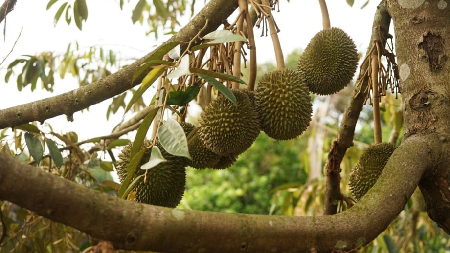 bakul