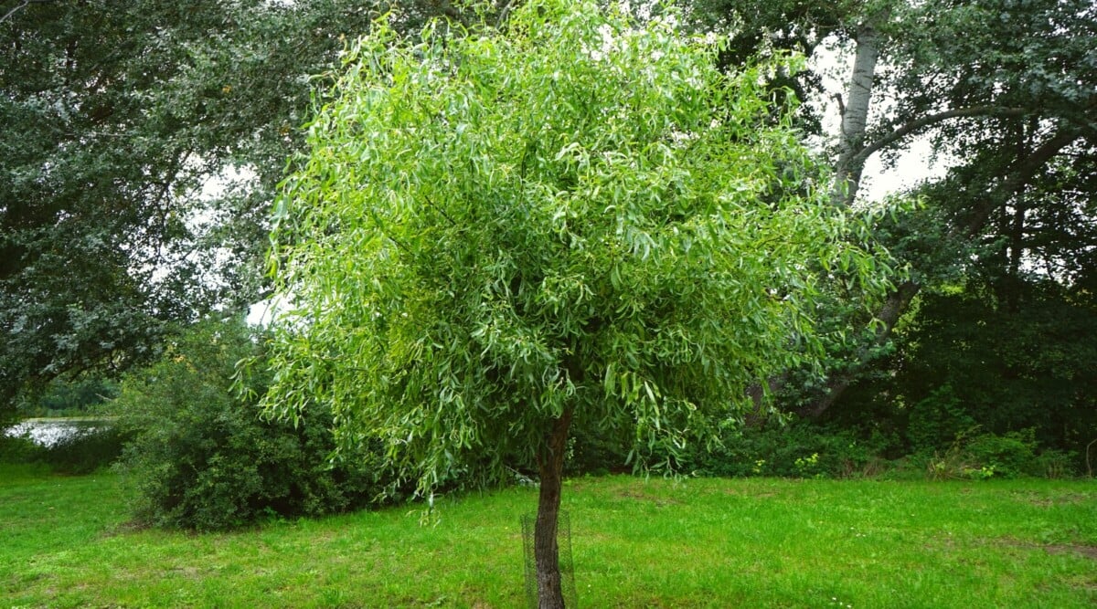 bakul
